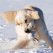 Golden retriever Crusader Of The World