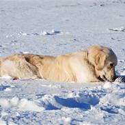 Golden retriever Crusader Of The World