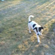 Jack russell terrier Milo