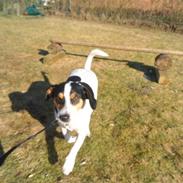 Jack russell terrier Milo