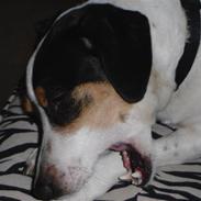 Jack russell terrier Milo