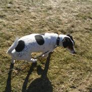 Jack russell terrier Milo