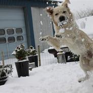 Golden retriever Kovo