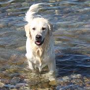 Golden retriever Kovo