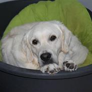 Golden retriever Kovo