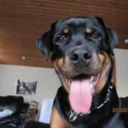 Rottweiler R.I.P Kato