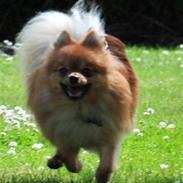 Pomeranian Vapsi