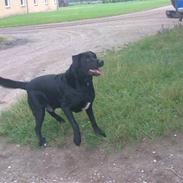 Blanding af racer Siko