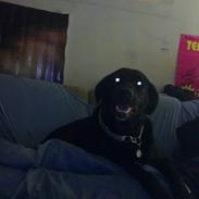 Blanding af racer Siko