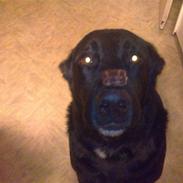 Blanding af racer Siko