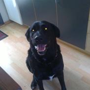 Blanding af racer Siko