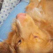 Nova scotia duck tolling retriever walter