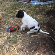 Blanding af racer Ildir