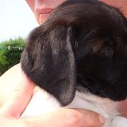 Blanding af racer Ildir