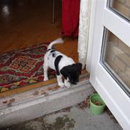 Blanding af racer Ildir