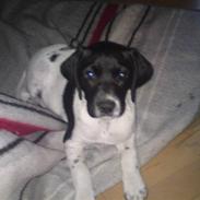 Blanding af racer Ildir