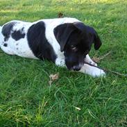 Blanding af racer Ildir