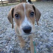 Blanding af racer Cookie