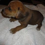 Blanding af racer Cookie