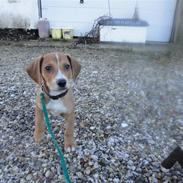 Blanding af racer Cookie