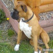 Boxer Susi