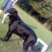 Blanding af racer Rico (min engel)