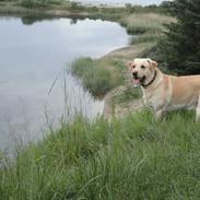 Labrador retriever Melvin