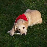 Labrador retriever Melvin