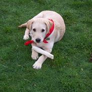 Labrador retriever Melvin