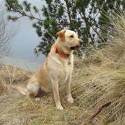 Labrador retriever Melvin