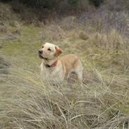 Labrador retriever Melvin