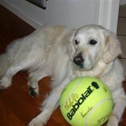 Golden retriever Alou