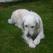 Golden retriever Alou