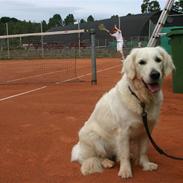 Golden retriever Alou