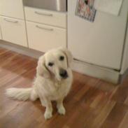 Golden retriever Alou