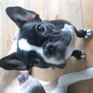 Fransk bulldog Mie