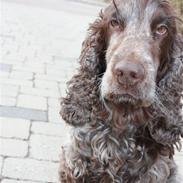 Cocker spaniel Vaks