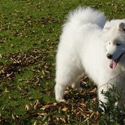 Samojedhund Silver