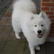 Samojedhund Silver