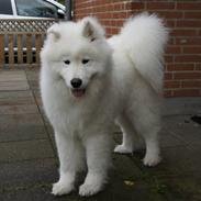 Samojedhund Silver