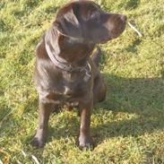 Labrador retriever Skibstedgaard Bjørn