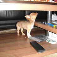 Chihuahua Liva