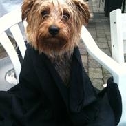 Blanding af racer Micky