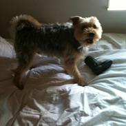 Blanding af racer Micky