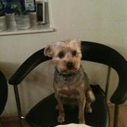 Blanding af racer Micky