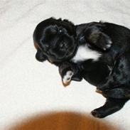 Tibetansk spaniel Cody