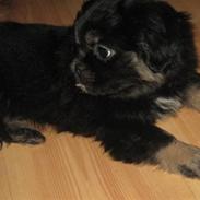 Tibetansk spaniel Cody