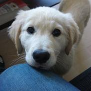 Golden retriever Largo