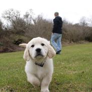 Golden retriever Largo