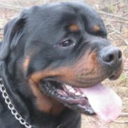Rottweiler Balder